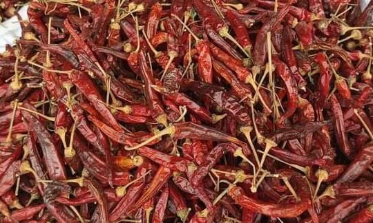 Red  chili’s  for sale in lodhran03083366665