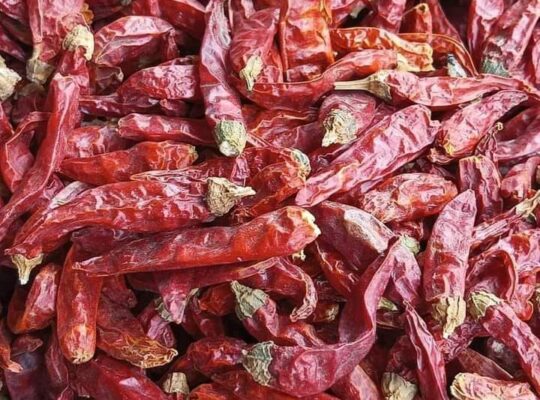 Red  chili’s  for sale in lodhran03083366665