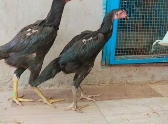 Shamo breeders for sale in Lahore 03324801348