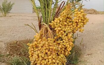 Small fruit tree in allPakistan 03080046837