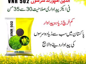 Indian Mustard seed All Pakistan 0306 4625637