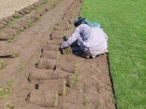 imported garden Grass in Lahore 03034651502