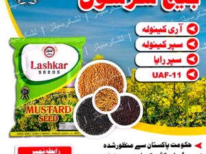 Mustard seed for sale CoD03170642133