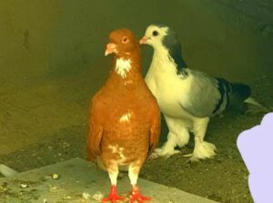 pigeon pair for sale 
03294131252