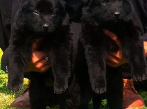 black German shepherd pair 03140913454