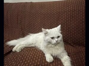 Persian Male cat for sale 
03059711454