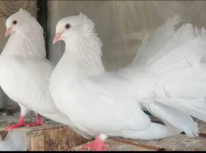 sherazi pigeon for sale 
03092238753