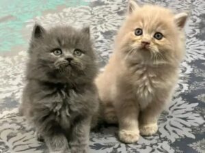 Persian cat pair for sale 
03288426681