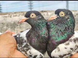 teddy pigeon pair for sale 03244992263