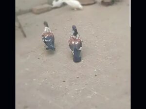 pigeons pair for sale
03040892017