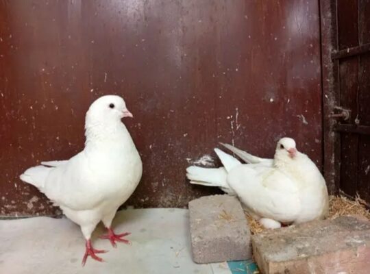 King pigeon breeder male 
03349682570