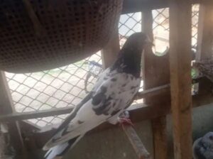 pigeons for sale 
03026036659