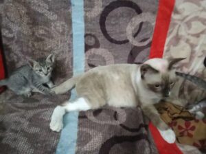 Saymei Cross cat for sale 
03294008745