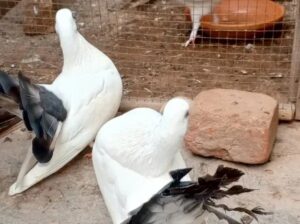 English Fantail pigeon for sale 03066337944