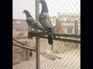 teddy pigeon pair for sale 03284129687