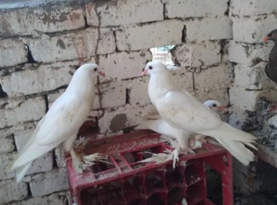 pigeons pair for sale 03126663545