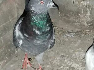 ferozpuri female pigeon for sale 03440415187