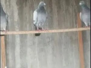 pigeons 5 pair for sale 03224750881