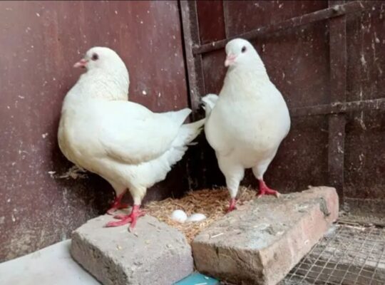 King pigeon breeder male 
03349682570