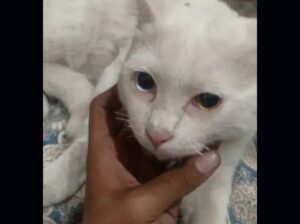 Cat for sale 
03288169112