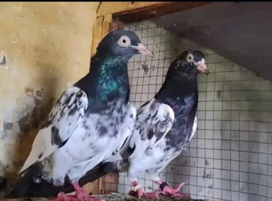 teddy pigeon pair for sale 03244992263