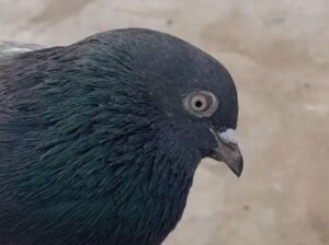 male pigeon for sale 03224099700