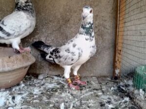 breeder pair of pigeon for sale 
03344600064