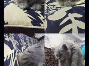 Persian cat for sale 
03708011218