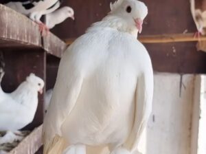 Pigeons for sale 
02219434349