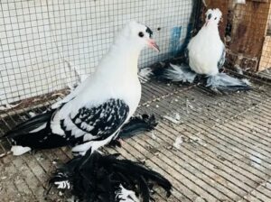 pigeons pair for sale 
03043314521