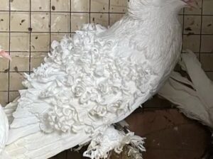 Frill back pigeons for sale 
03009561556