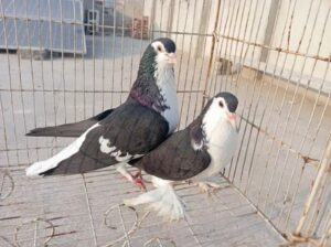 sherazi pigeon for sale 
03076657739