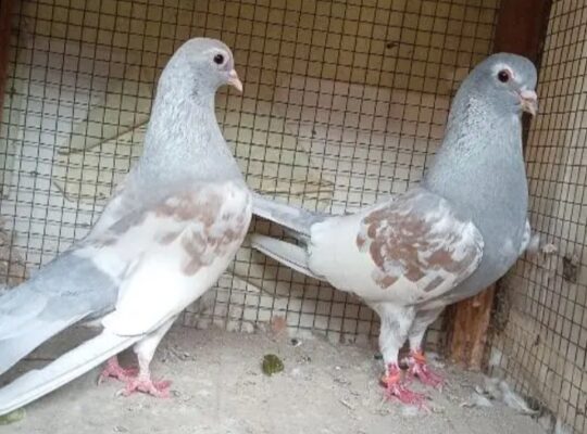 ferozpuri pigeons pair for sale 03415996669