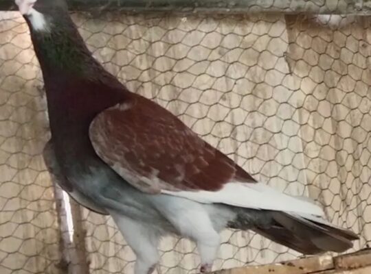 pigeons pairs for sale 
030275557995