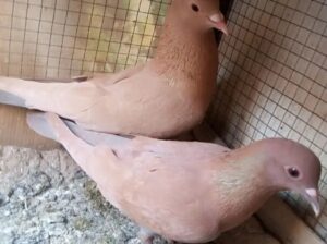 pigeons pair for sale 
03026574443