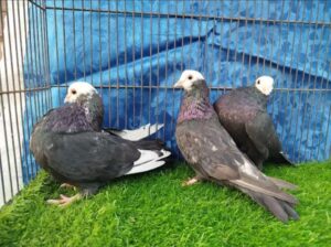 pigeons pair for sale 
03168143082