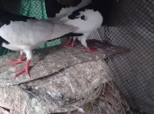 danish pigeons for sale 
03055155456