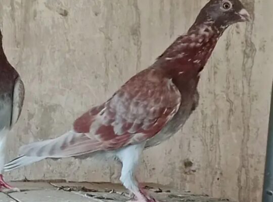 pigeons pairs for sale 
030275557995