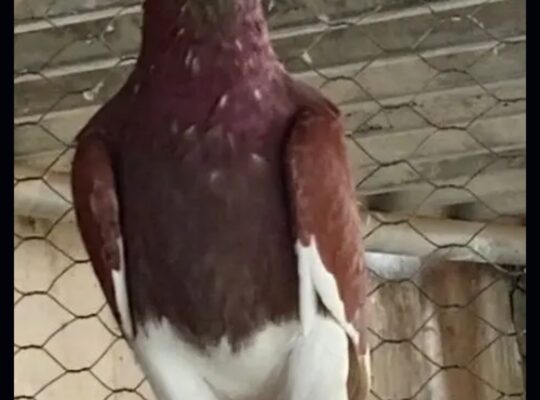 pigeons pairs for sale 
030275557995