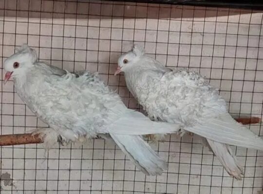 Frill back pigeons for sale 
03009561556