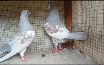 ferozpuri pigeons pair for sale 
03415996669