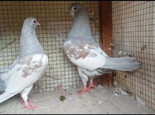 ferozpuri pigeons pair for sale 03415996669