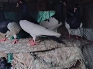 danish pigeons for sale 
03055155456