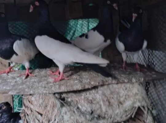 danish pigeons for sale 
03055155456