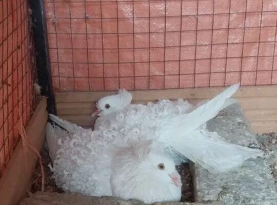 Frill back pigeons for sale 
03009561556