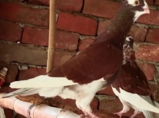 pigeons pairs for sale 
030275557995