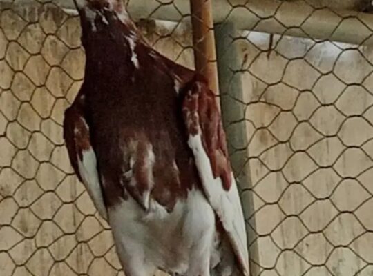 pigeons pairs for sale 
030275557995