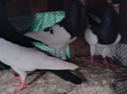 danish pigeons for sale 
03055155456