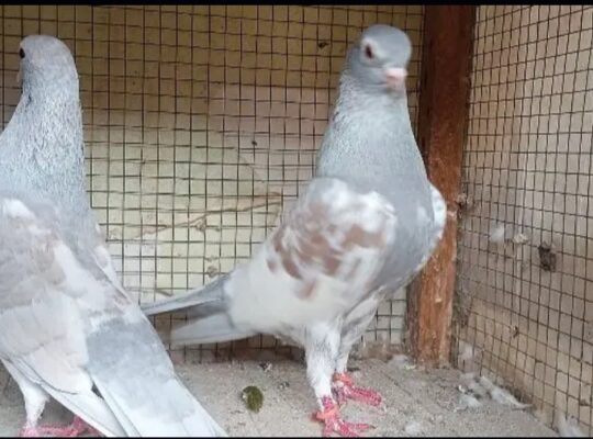 ferozpuri pigeons pair for sale 03415996669