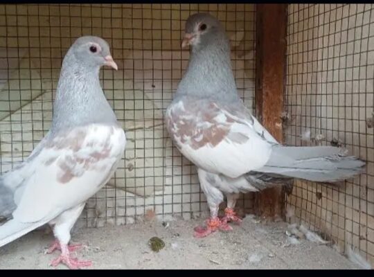 ferozpuri pigeons pair for sale 03415996669